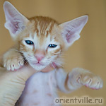 Orientville's Gwizdo