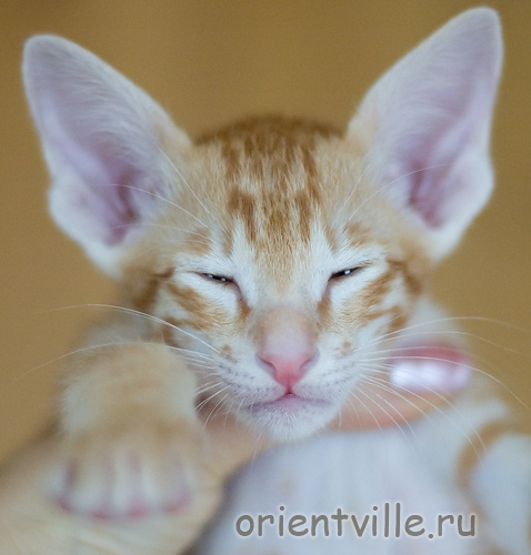 Orientville's Guy Montag