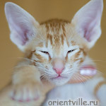 Orientville's Guy Montag