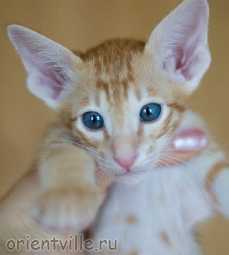 Orientville's Guy Montag