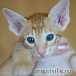 Ориентальный котенок 1.5 месяца