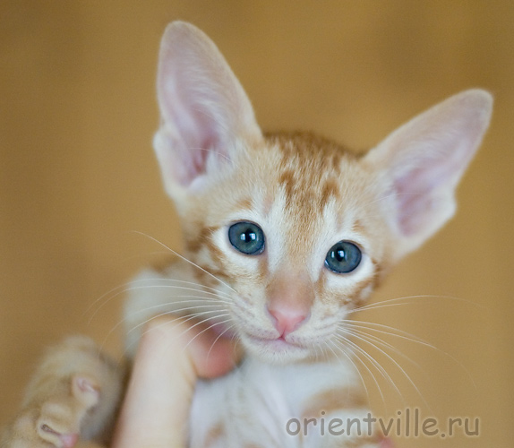 Orientville's Gulliver