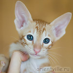 Orientville's Gulliver