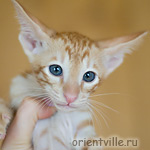 Ориентальный котенок 1.5 месяца