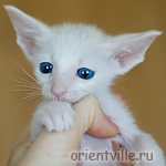 Ориентальный котенок 1.5 месяца