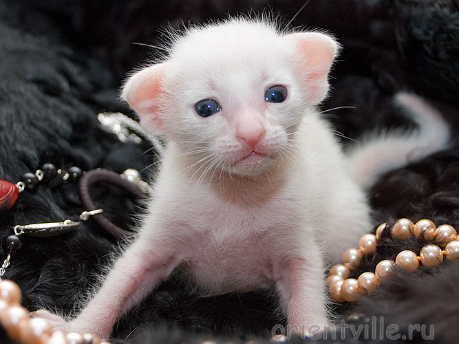 Orientville's Belinda Maze. 2 недели