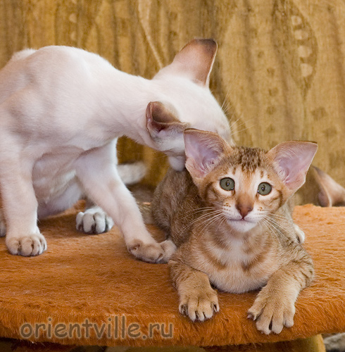 3 month. Fiona Princess