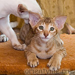 3 month. Fiona Princess