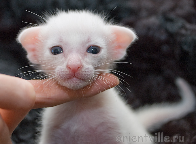 Orientville's Belinda Maze. 2 недели