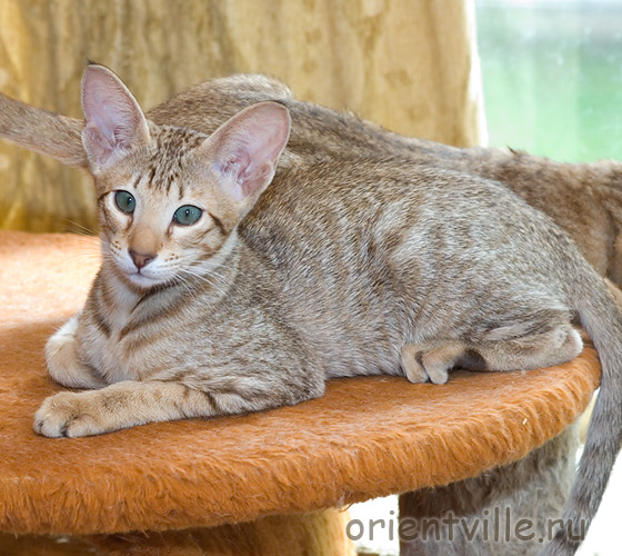 Fleur de Lys. 3 month