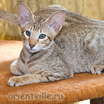 Fleur de Lys. 3 month