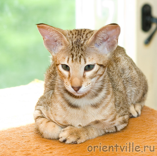 3 month. Fleur de Lys