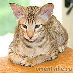 3 month. Fleur de Lys