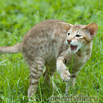 Ориентальный котенок