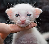 Orientville's Belinda Maze. 2 недели