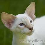 Сиамский котенок