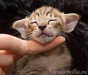 Orientville's Becky Thatcher. 2 недели