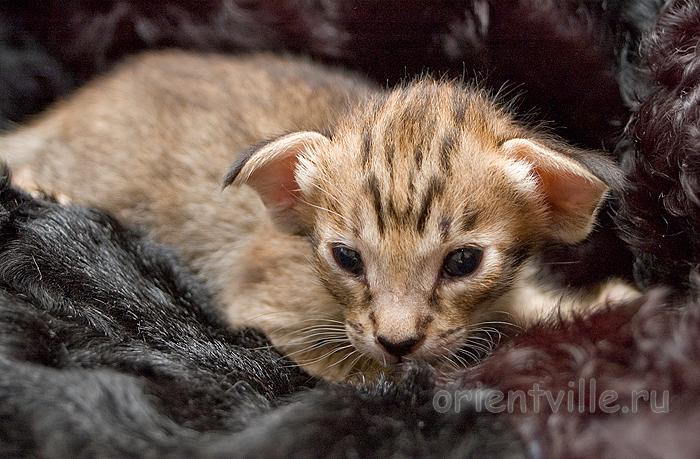 Orientville's Becky Thatcher. 2 недели