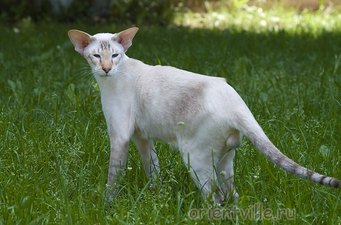 Orientville's Akela, 1год 11 мес