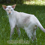 Orientville's Akela, 1год 11 мес