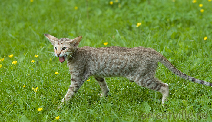 3,5 month. Fleur de Lys