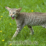 3,5 month. Fleur de Lys