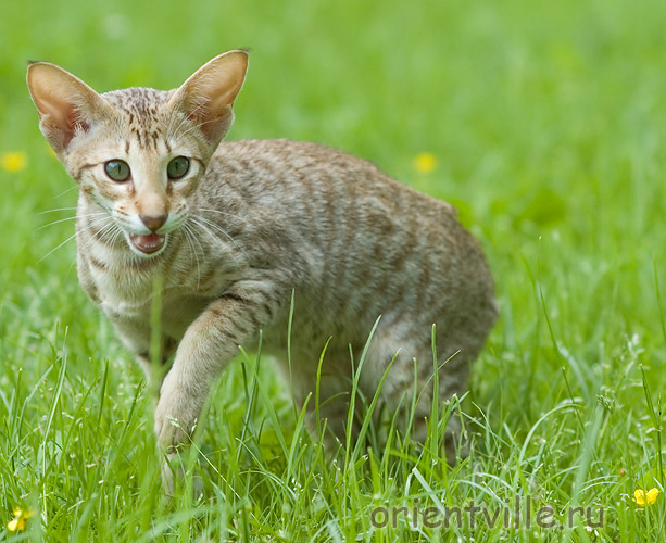 3,5 month. Fleur de Lys