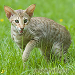 3,5 month. Fleur de Lys