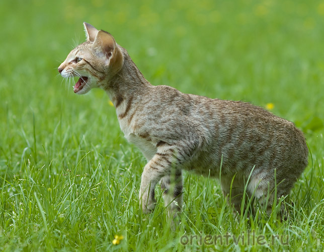 3,5 month. Fleur de Lys