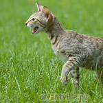 3,5 month. Fleur de Lys