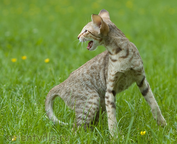 3,5 month. Fleur de Lys