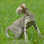 3,5 month. Fleur de Lys