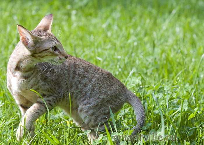 3,5 month. Fleur de Lys