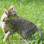 3,5 month. Fleur de Lys