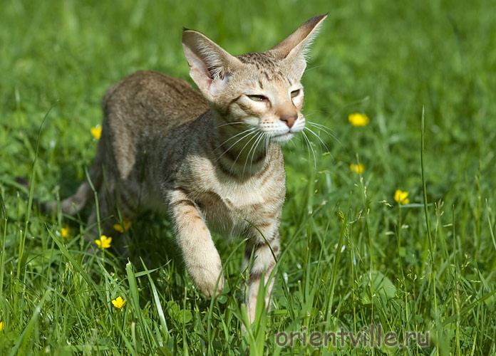 3,5 month. Fleur de Lys