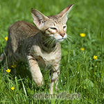 3,5 month. Fleur de Lys