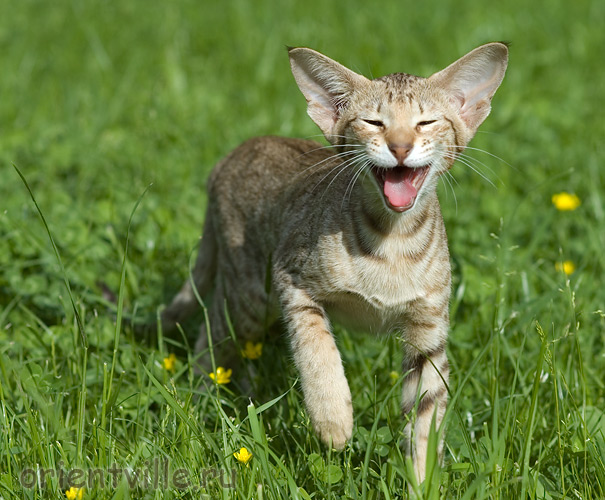 3,5 month. Fleur de Lys