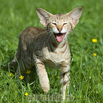 Ориентальный котенок