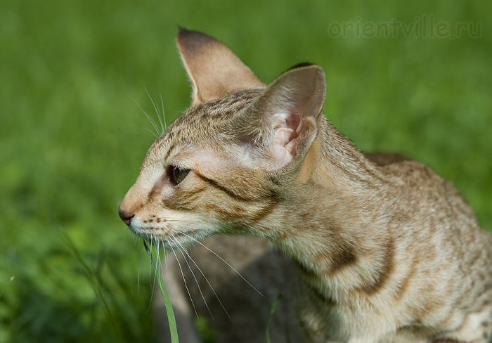3,5 month. Fleur de Lys