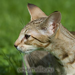 3,5 month. Fleur de Lys