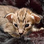 Orientville's Becky Thatcher. 2 недели