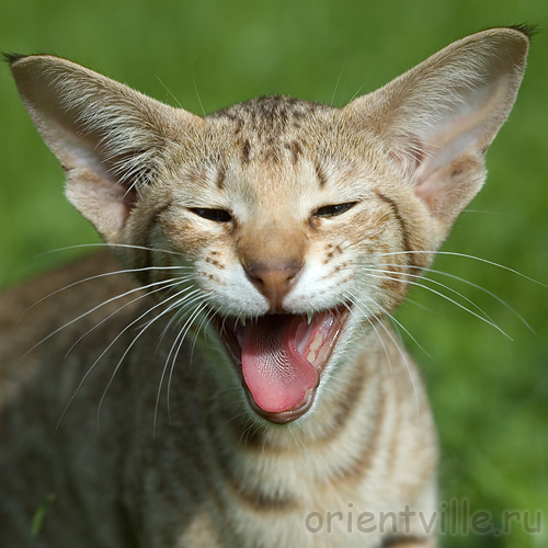 3,5 month. Fleur de Lys