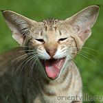 3,5 month. Fleur de Lys