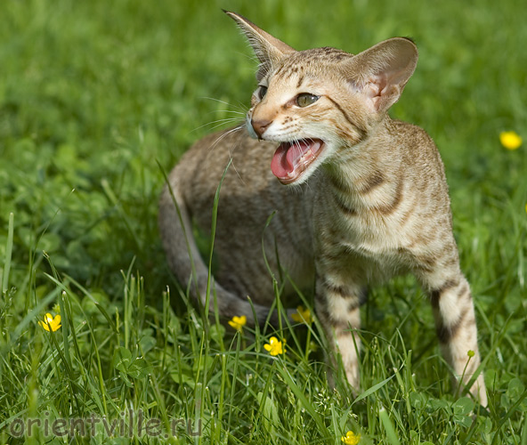 3,5 month. Fleur de Lys