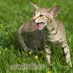 3,5 month. Fleur de Lys