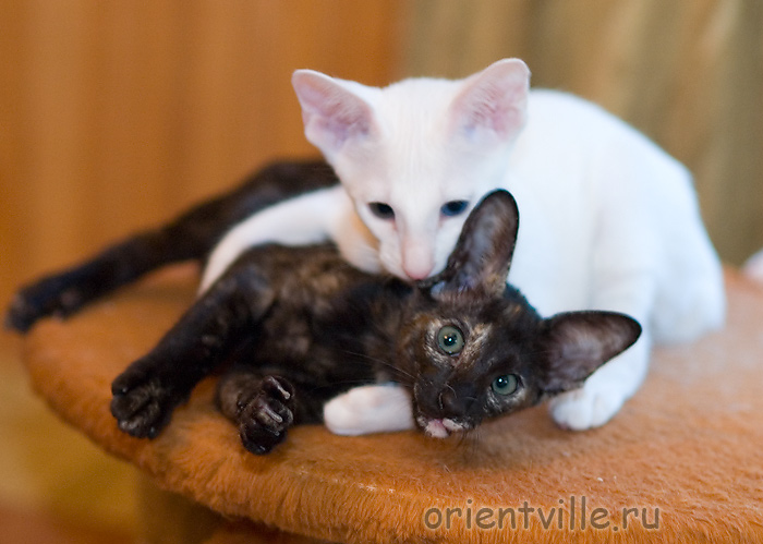 Гена и Гвен