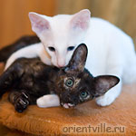 Гена и Гвен