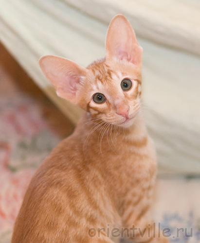 Orientville's Gulliver