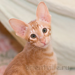 Orientville's Gulliver