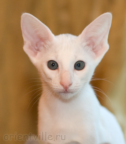 Orientville's Galateya. 2 month